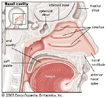 anatomi hidung sagital