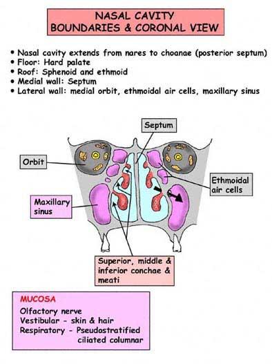 anatomi dalam hidung